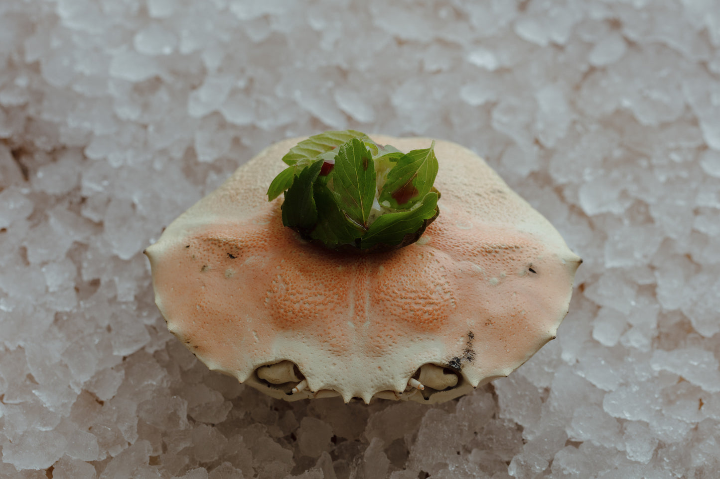 Restaurant Botanic: A Year in the Life Pre-Sale